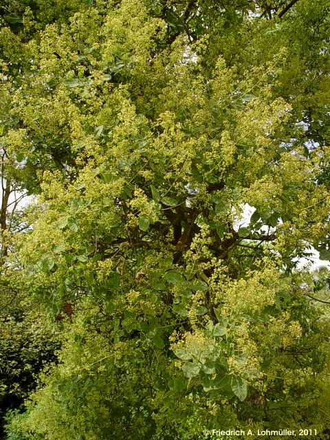 Cotinus coggygria