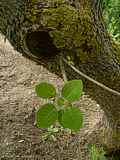 Cotinus coggygria