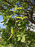 Cotinus coggygria