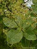 Cotinus coggygria