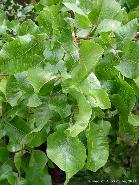 Pistacia vera