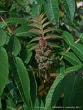 Rhus hirta