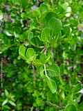 Rhus lucida cf.