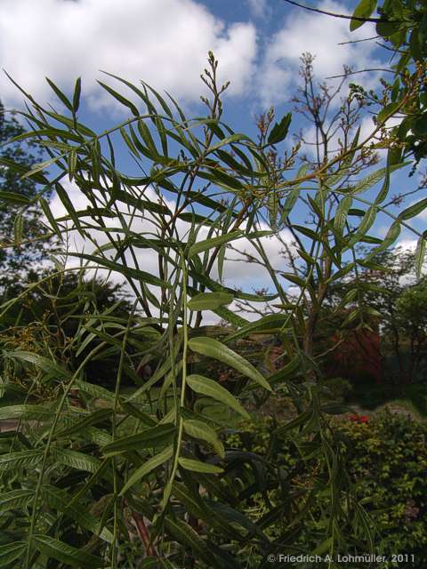 Schinus molle