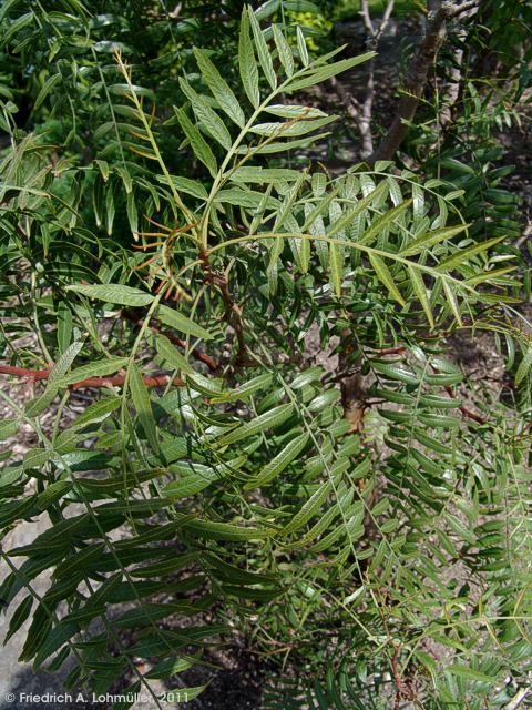 Schinus molle