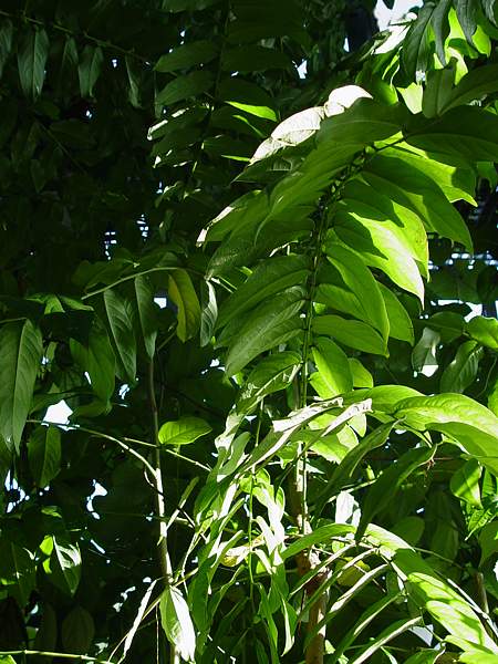 Annona cherimola