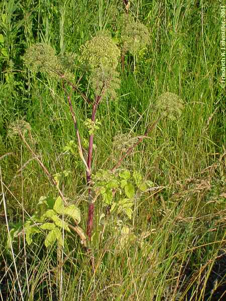 Angelica silvestris, Wilde Engelwurz