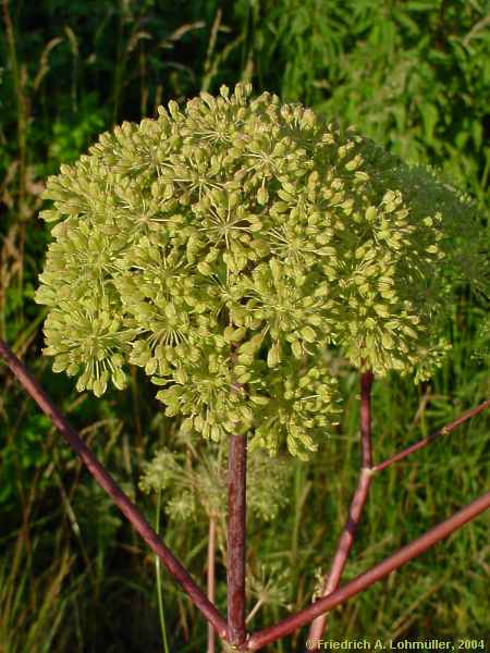 Angelica silvestris, Wilde Engelwurz