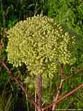 Angelica silvestris, Wilde Engelwurz