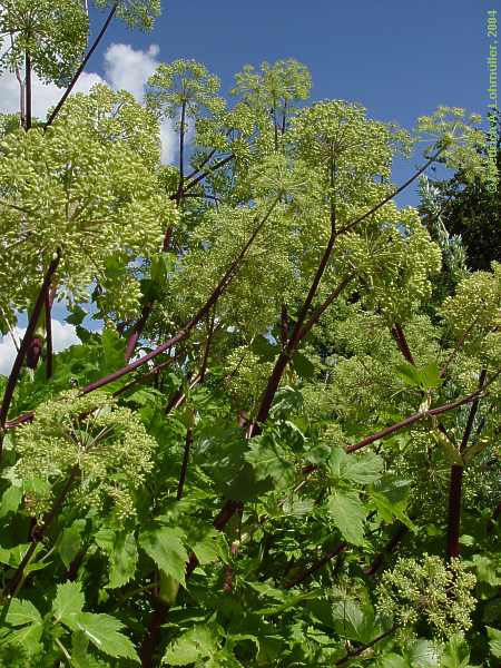 Angelica archangelica var. sativa