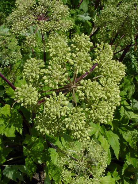 Angelica archangelica var. sativa, Echte Engelwurz