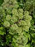 Angelica archangelica var. sativa