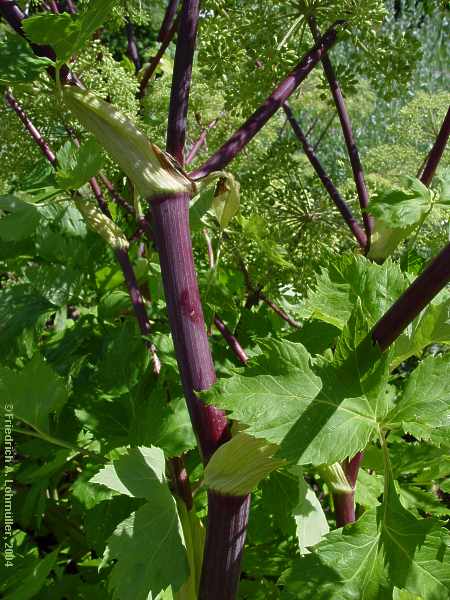 Angelica archangelica var. sativa, Echte Engelwurz