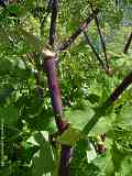 Angelica archangelica var. sativa