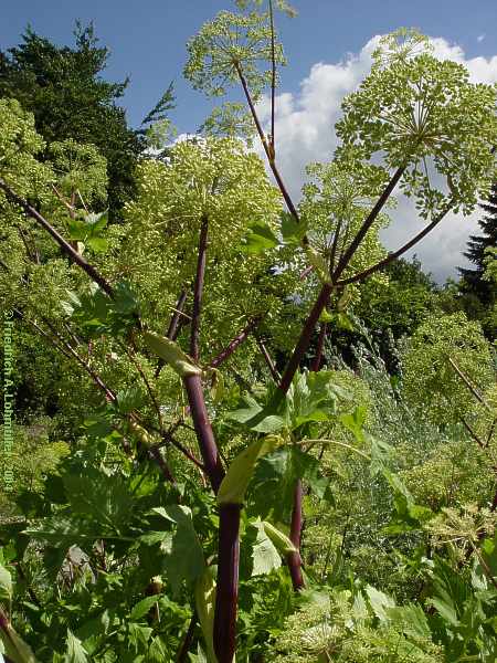 Angelica archangelica var. sativa, Echte Engelwurz