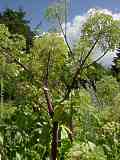 Angelica archangelica