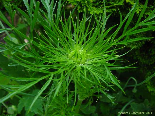 Daucus carota, carrot, Wilde Möhre