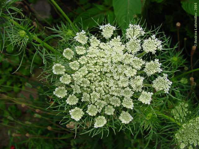 Daucus carota, carrot, Wilde Möhre