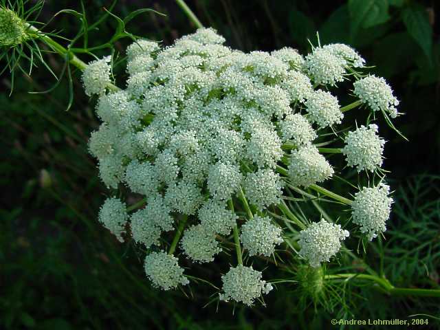 Daucus carota, carrot, Wilde Möhre