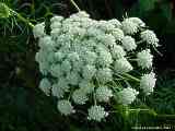 Daucus carota, carrot, Wilde Möhre