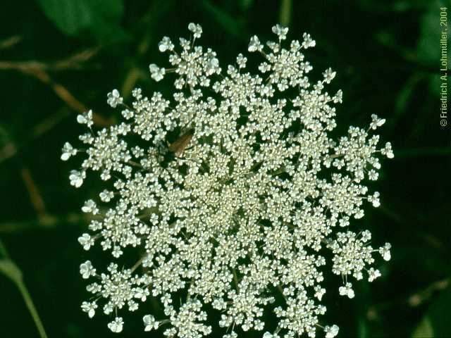 Daucus carota, carrot, Wilde Möhre