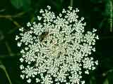 Daucus carota, carrot, Wilde Möhre