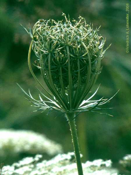 Daucus carota, carrot, Wilde Möhre