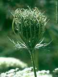 Daucus carota, carrot, Wilde Möhre