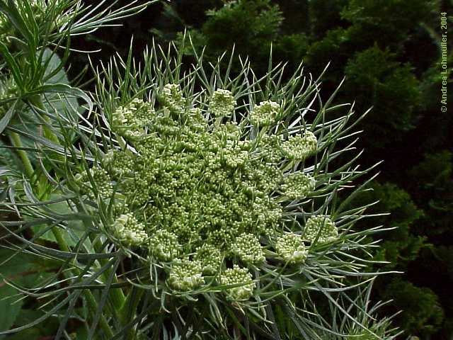 Daucus carota, carrot, Wilde Möhre