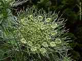 Daucus carota, carrot, Wilde Möhre