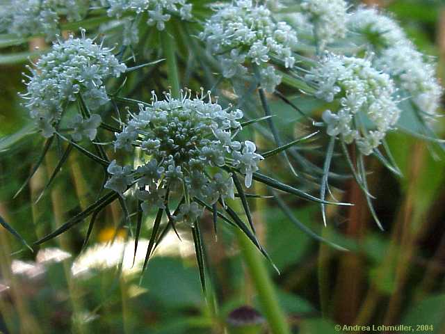 Daucus carota, carrot, Wilde Möhre