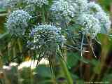 Daucus carota, carrot, Wilde Möhre