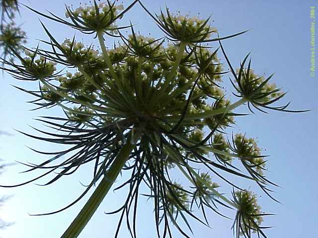 Daucus carota, carrot, Wilde Möhre