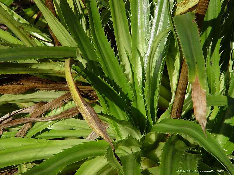 Eryngium agavifolium