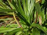 Eryngium agavifolium