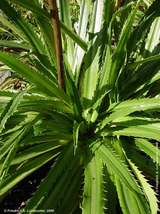 Eryngium agavifolium