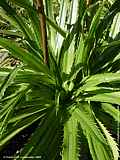 Eryngium agavifolium