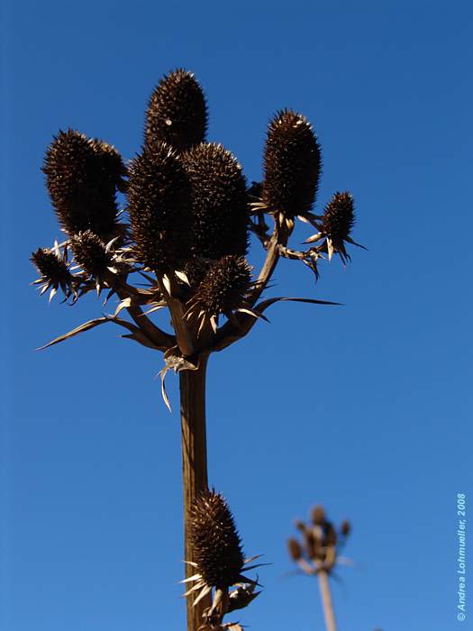 Eryngium agavifolium