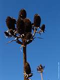 Eryngium agavifolium