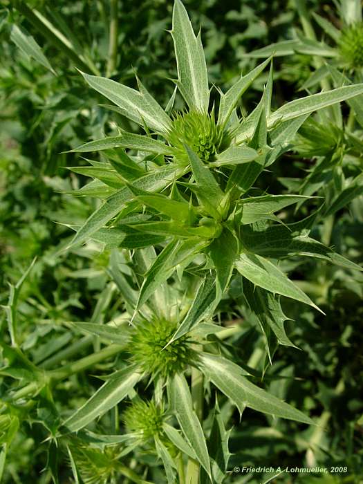 Eryngium campestre