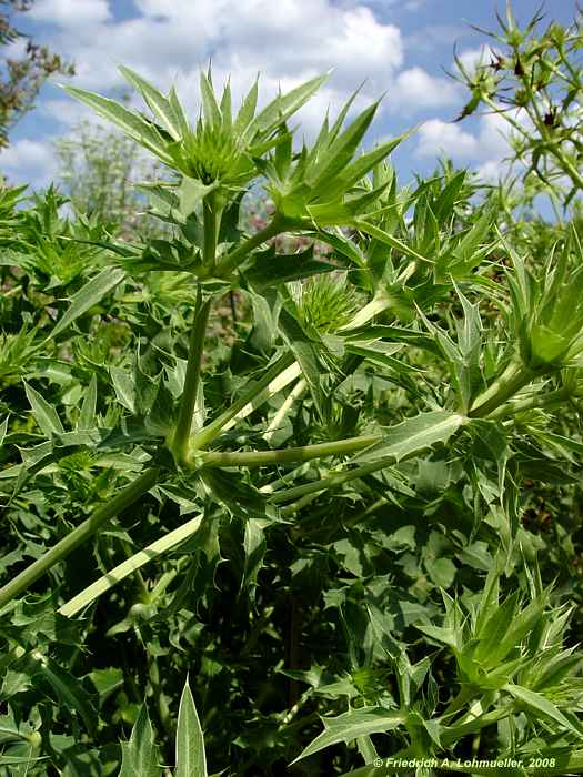 Eryngium campestre