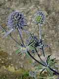 Eryngium x.oliverandum