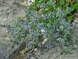 Eryngium x.oliverandum