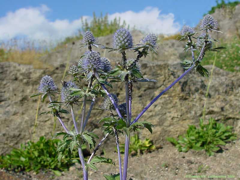 Eryngium x.oliverandum