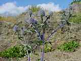 Eryngium x.oliverandum