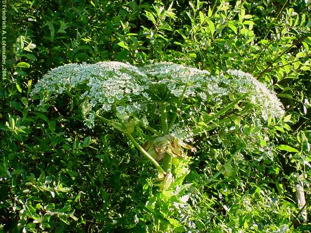 Heracleum mantegazzianum, Herkulesstaude