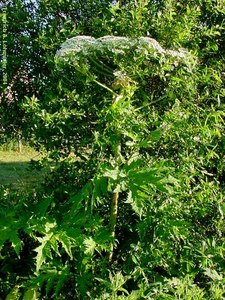 Heracleum mantegazzianum, Herkulesstaude