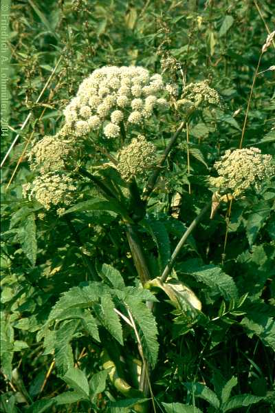 Heracleum sphondylium, Wiesen-Bärenklau