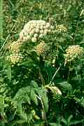 Apiaceae