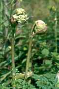 Heracleum sphondylium, Wiesen-Bärenklau